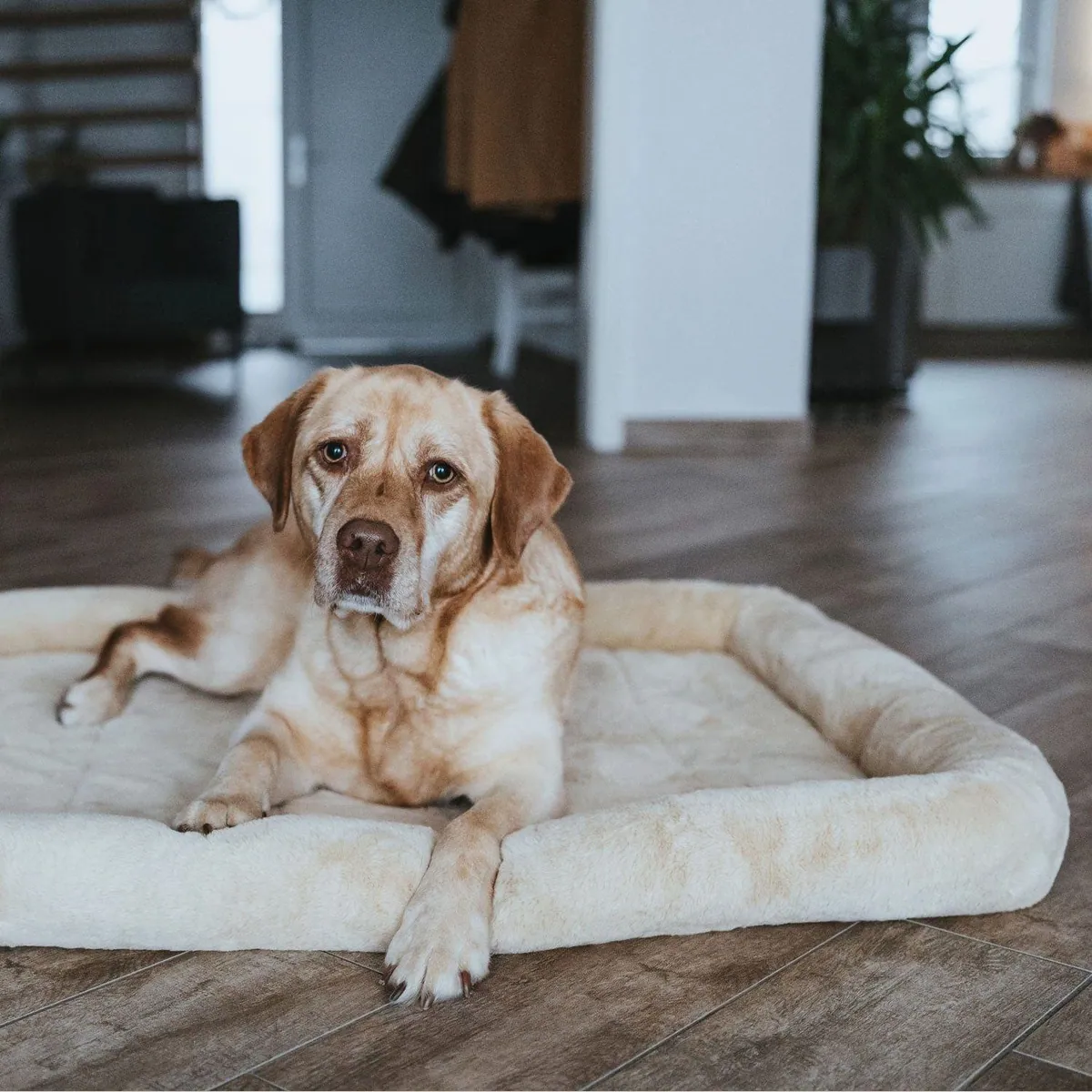 Hunter Vermont Cozy Hundematte, kuscheliger Plüsch, rutschhemmende Unterseite 3