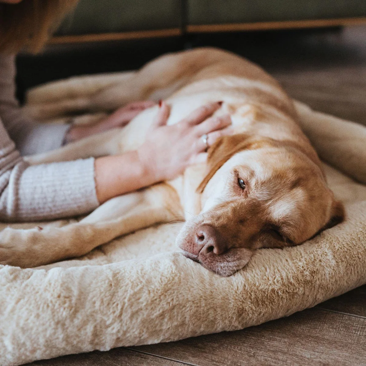 Hunter Vermont Cozy Hundematte, kuscheliger Plüsch, rutschhemmende Unterseite 5