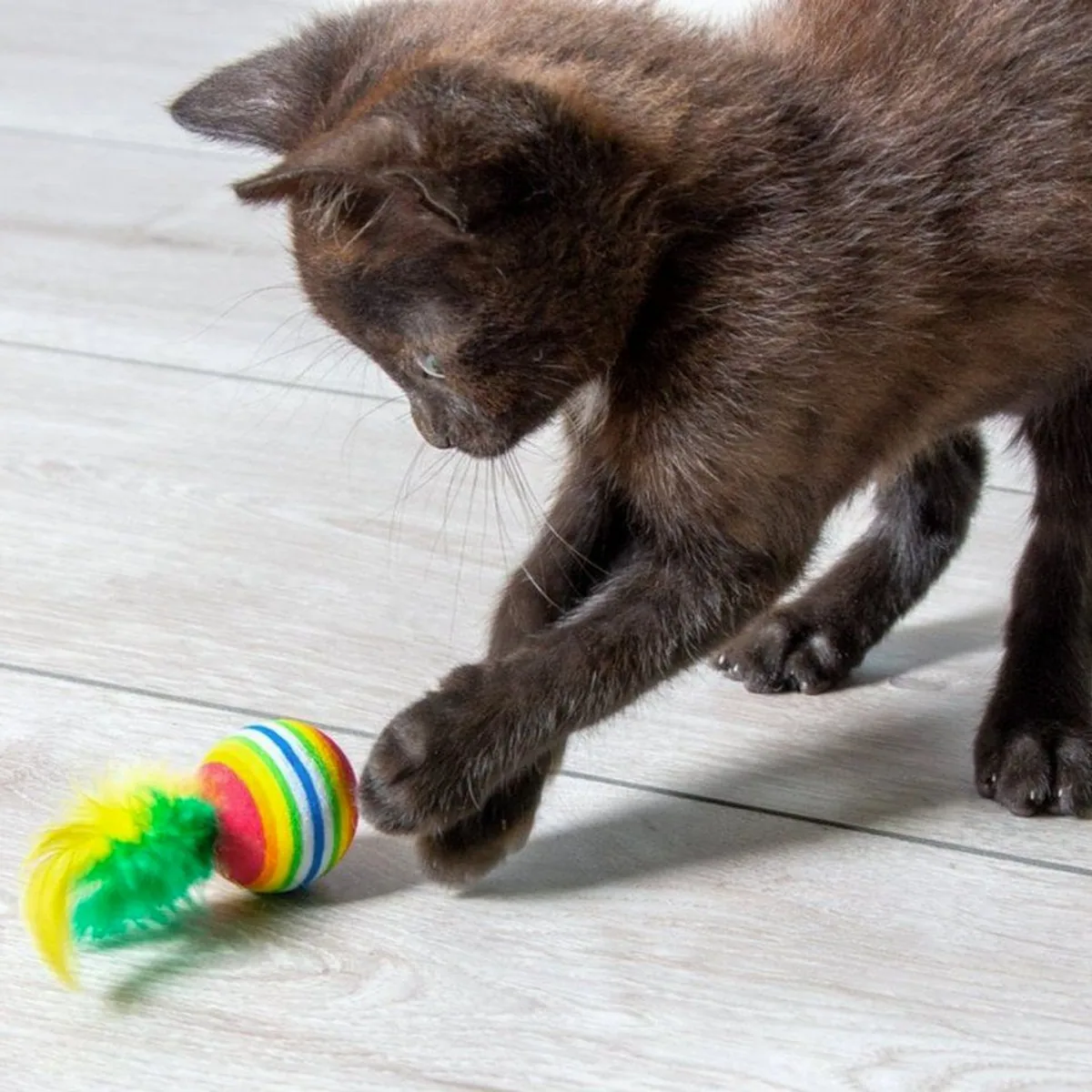 Karlie Regenbogenbälle mit Feder, 4er Set, weicher Schaumgummi, anregendes Spielvergnügen 3